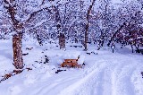 Snow Covered Vehicle Site - 